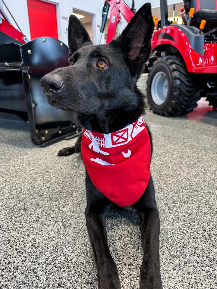 Foulard pour chien Phaneuf Case IH Contremaître numéro un